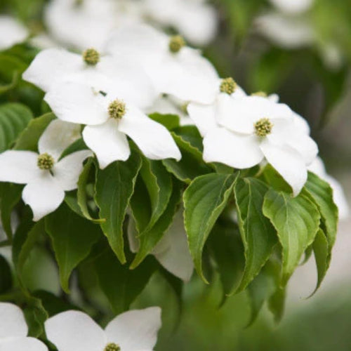 2 Kousa Dogwood Trees Live Plant, 12 to 24 Inc Tall in Quart Pot, Live White Kousa Flowering Dogwood Trees Shrubs for Planting Outdoors, Dormant in Winter
