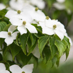6"-1' Kousa Dogwood Trees Live Plant, 1 Year Old White Kousa Flowering Dogwood Trees Shrubs for Planting Outdoors