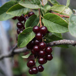 Chokecherry Tree Live Plant in 5 Inch Pot, Fruit Tree for Backyard Garden and Patio Containers Growing, 4-8 Inches Tall
