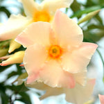 Dipladenia Live Plant, Tropical Flowering Vine Trailing Plants, 4 to 9 Inch Tall