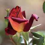 Dark Night Rose Bush Live Plant, Rose Plant Live for Planting, 5-10 Inch Tall, Fragrant Flowers Well Rooted Starter Plant Indoor Outdoor