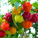 Red Surinam Cherry Tree Live Plant, 2-3 Feet in 1 Gallon Pot, Fast-Growing and Ready to Bear Fruit, High-yieding Outdoor Spring Planting, No CA