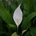 2 Green Peace Lily Live Houseplant - Live Indoor Houseplant with Elegant Leaves - 5 to 9 Inc Tall