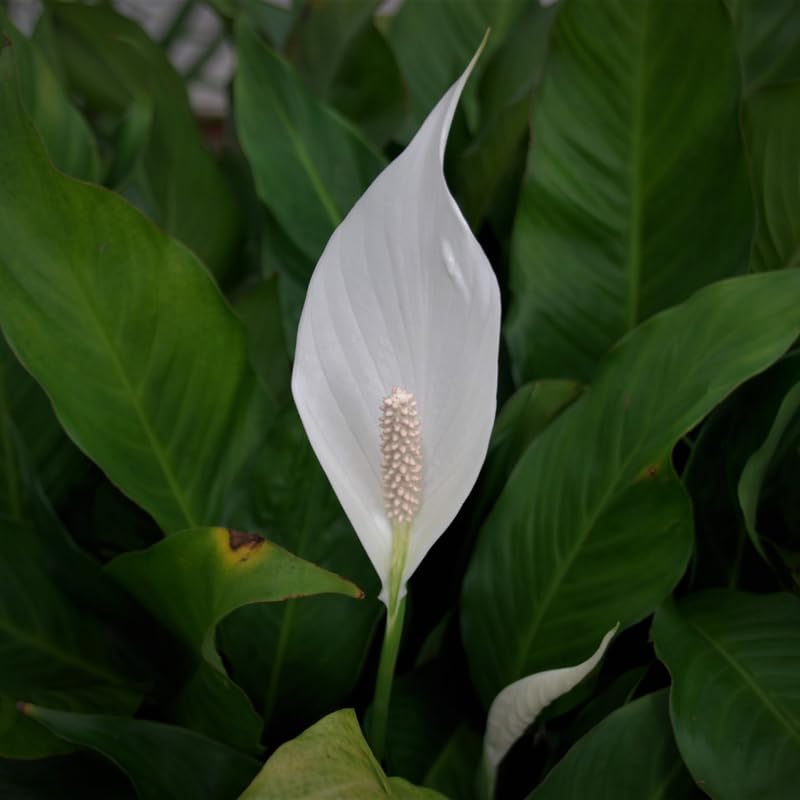 2 Peace Lily Live Houseplant - Live Indoor Houseplant with Elegant Leaves - 5 to 9 Inc Tall
