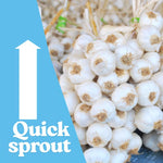 1 Pound Garlic for Planting in Spring Hardneck, 5-6 Red Garlic Bulbs for Planting, Fresh and High Yield Bulb Variety Pack, Hardy and Fast Growing