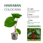 Set 2 Hawaiian Colocasia Elephant Ear Plants Live 4–7 Inches Tall, Tropical Foliage Plants for Outdoor Garden, Large Leaf Plants for Patio, Containers or Landscape