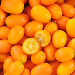 Sweet Meiwa Kumquat Tree Plant Live, 1-2 Years Old in 1 Gallon Pot, Fast-Growing Orange Citrus for Spring Planting Indoor Outdoor