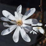 Magnolia Plant Live 6 to 12 Inches Tall, in 2.5 Inches Pot, Magnolia Tree Live Plant, Fragrant Magnolia Flowers (Star Magnolia)