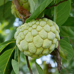 Green Sugar Apple Plant Live in Half Gallon Pot, Sweet Sugar Apple Plant Well Rooted 6-10'' Tall, Annona Squamosa for Planting