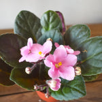Light Pink African Violet Live Plant in 4” Pot, Blooming Indoor Houseplant, Easy Care Flowering Plant for Home or Office Décor