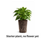 2 Double Impatiens Plants, Double Flowering Impatiens Starter Plant 4-7 Inches, Shade Garden or Patio Container Flower (Double Purple)
