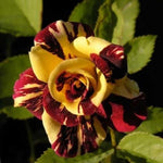 Rare Rose Bush, Rose Plant Live for Planting Indoor Outdoor, 6-10" Tall, Fragrant Flowers Well Rooted Plant (Red Yellow Rose)