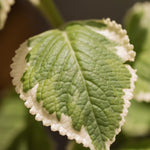 Variegated Cuban Oregano Live Plant in 4 inch Pot, Herb Oregano Plants Live Potted for Planting