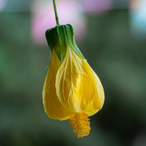 2 Abutilon Plants Live for Planting 4 to 7 Inch Height, Lantern Abutilon Live Plants Bell Shaped Flowers, Abutilon Flowering Live Plants (Yellow Abutilon Plants)