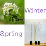 Black Chokeberry Tree Live Plant Seedling for Outdoor Planting, No CA, Edible Aronia Berry Shrub, Cold Hardy, 7-14 Inches in Tall