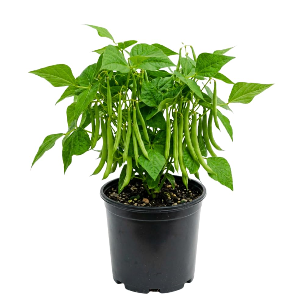 2 Bush Bean Plants Live, Green Bean Plant Live for Planting, 3-5 Inc Tall