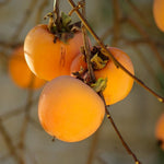 Persimmon Tree Seedling, Fruit Tree, 1-2 Ft Tall