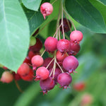 1 Year Old Serviceberry Tree Live Plant, Size 12-18 Inches in Tall in Quart Pot, Domant in Winter, Very Hardy