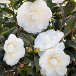 White Camellia Live Plant, 10-12 Inch Tall Camellia Japonica in 4" Pot, Flowering Shrub for Indoor or Outdoor Planting