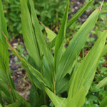 Large Ginger Plant Live, 4 to 7 Inches in Height, Galangal Plants, Live Ginger Plants, Ginger Live Plants for Garden, Ginger Starter Plant for Planting