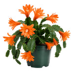 Orange Easter Cactus Plant Live 4-6 Inches, Vibrant Spring Bloomer for Indoor Decor, Patio Pots, Ready to Grow