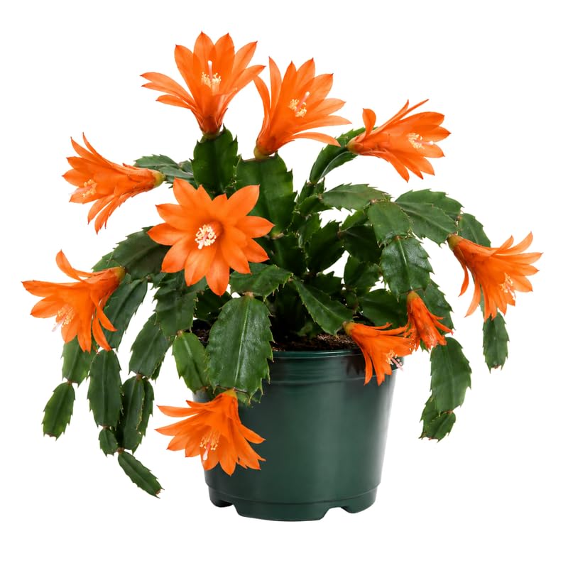 Orange Easter Cactus Plant Live 4-6 Inches, Vibrant Spring Bloomer for Indoor Decor, Patio Pots, Ready to Grow