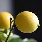 Live Meyer Lemon Tree Plant, Lemon Citrus Fruit Tree, 2-4 Inches Tall in 4 Inch Pot, Ready for Planting