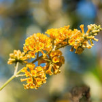 Butterfly Bush Plant Live, Perennial Buddleia Bushes Ready to Grow Outdoor 4-8 Inches (Yellow Buddleia)