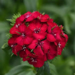Set 10 Mixed Dwarf Dianthus Perennial Plants Live, Dianthus Live Plants for Outside Planting, Pink White Red Dianthus Color, Dianthus Flower Plant Live, Zones 3 to 9