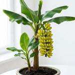 Truly Tiny Banana Plant Tree Live, Cold Hardy 4-7" in Tall, No Pot, Outdoor Spring Planting, Rare and Sweet Banana Plants