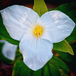 Set of 20 White Trillium Bulbs, Trillium Flower Bulbs, Large Bulbs, Trillium Bulb for Fall Planting Outdoor Indoor