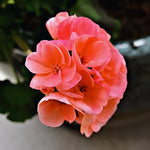 3 Salmon Geranium Plants Live, Live Geranium Plants, 5 to 7 Inches Tall, Geranium Flower Plant, Geranium Live Plants Home Garden Outdoors