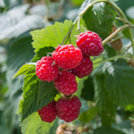 2 Caroline Raspberry Plants Live for Planting, Red Raspberry Bush Live Plants, Size 5-8 Inch Tall, Thornless Raspberry Trees