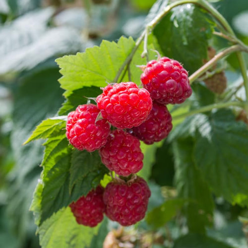 2 Caroline Raspberry Plants Live for Planting, Red Raspberry Bush Live Plants, Size 5-8 Inch Tall, Thornless Raspberry Trees