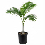 Palm Tree Live Plant Indoor Outdoor, Rare Succulent Palm Houseplant for Indoor or Outdoor Growing, 1 Gallon Pot, Bright Red Fruit