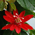 Red Passion Flower Plant Live, Passiflora Flowering Vine, Trailing Passion Flowers 4 to 8 Inch Tall
