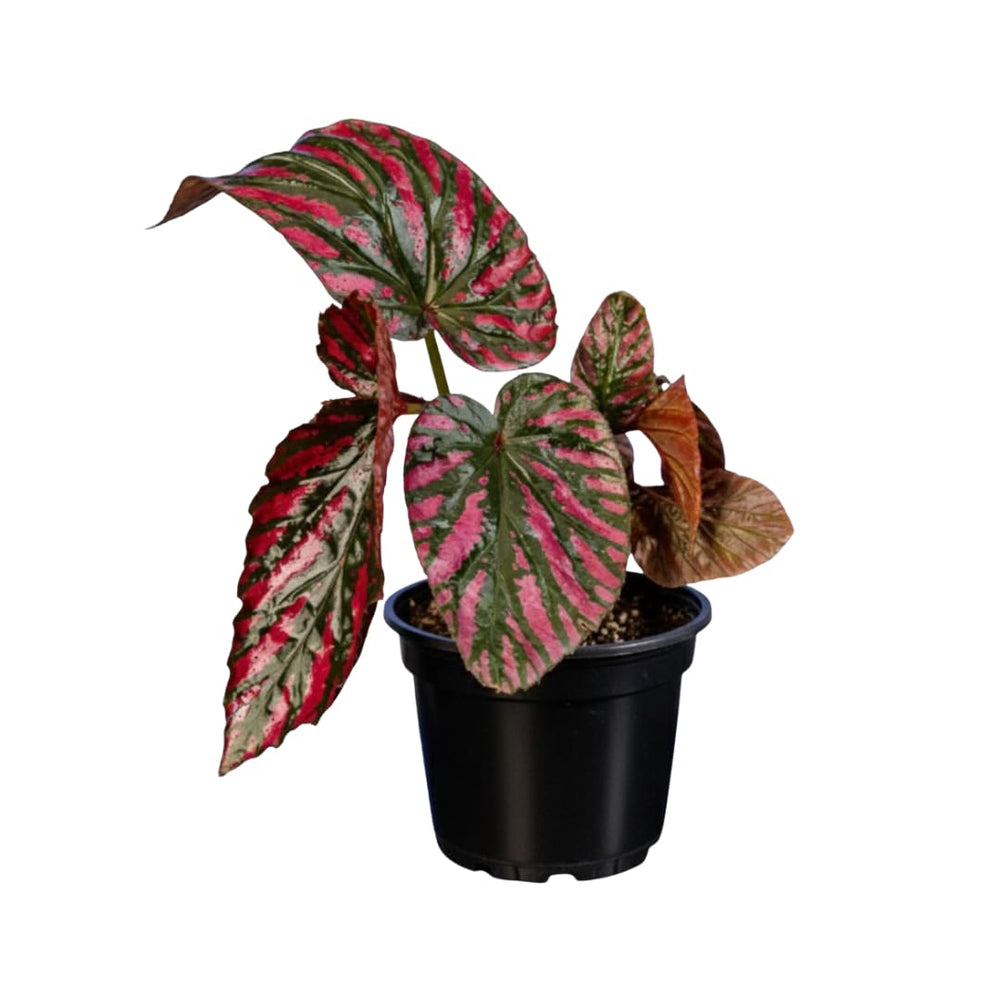 Live Begonia Plant, Indoor Flowering Houseplant, 4-8 Inches Tall, for Indoor or Outdoor Gardens (Red Green Foliage)