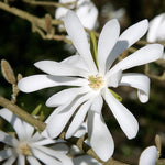 Magnolia Plant Live 6 to 12 Inches Tall, in 2.5 Inches Pot, Magnolia Tree Live Plant, Fragrant Magnolia Flowers (Star Magnolia)