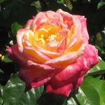 Moment Rose Bush, Love Rose Plant Live for Planting, 7-10 Inch Tall, Fragrant Rose Flowers Well Rooted Starter Plant