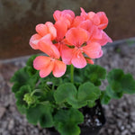 2 Salmon Geranium Plants Live, Vibrant Blooms, Hardy Perennial Geranium Flowers 4-8 Inches, Indoor Outdoor Planting