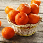 Sweet Seedless Mandarin Tree Live Plant Grafted 2-3 Feet, Fast-Growing and Bear Fruit for Citrus Garden Outdoor Planting Zones 9-11