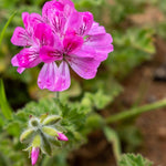 4 Live Citronella Plants, 4 to 6 Inches Long, Citronella Plants Live, Ideal for Outdoor Gardening