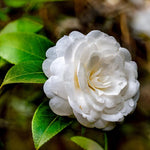 White Camellia Live Plant, 10-12 Inch Tall Camellia Japonica in 4" Pot, Flowering Shrub for Indoor or Outdoor Planting