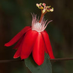 Red Passion Flower Plant Live, Passiflora Flowering Vine, Trailing Passion Flowers 4 to 8 Inch Tall