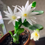 White Easter Cactus Live Plant, 4-9” Tall, Rooted Holiday Cactus Succulent Plant for Indoor or Outdoor Growing, Easy Care Flowering Houseplant