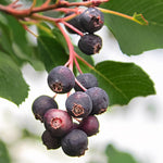 2 Cold Hardy Serviceberry Live Plant Tree in Quart Pot, 12-18" in Tall, Dormant, Well-Rooted for Outdoor Planting