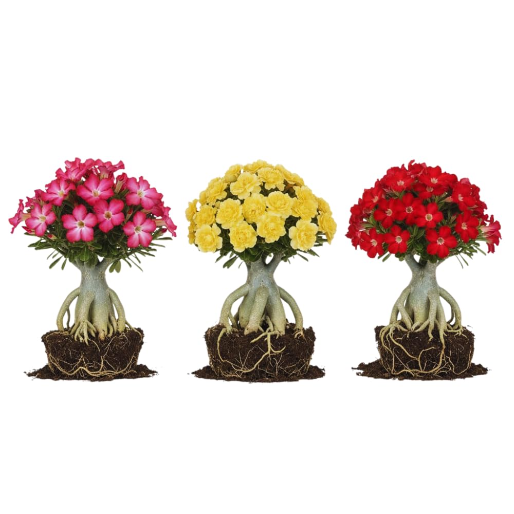 Pack 3 Desert Rose Plants Live, Adenium Desert Rose Plant Live, Perennial Flower Plants for Patio Gardening, 4-7 Inch Tall, Well Rooted, No Pot
