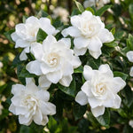 Frostproof Jasmine Plant Live 4-7 Inches Tall, Fragrant Flowering Vine for Garden, Patio Containers and Indoor Growing