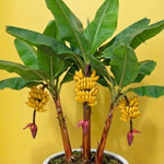 Truly Tiny Banana Plant Tree Live, Cold Hardy 4-7" in Tall, No Pot, Outdoor Spring Planting, Rare and Sweet Banana Plants