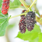 Illinois Mulberry Tree Live Plant for Planting 5 to 8 Inch Tall, Everbearing Mulberry Bush Live Plant, Black Mulberry Plant Live, Mulberries Fruit